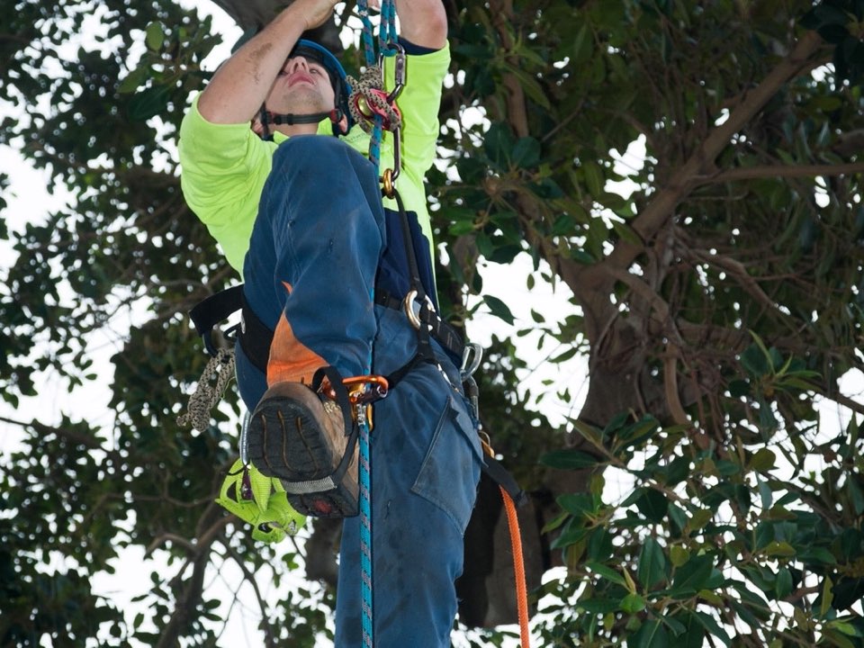 Qualified arborist working in a mature tree during a property survey in Shetland