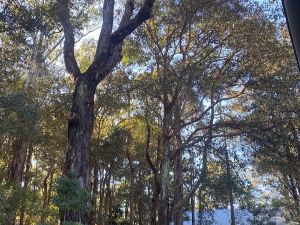Mature trees in a Shetland parkland setting due for routine re-inspection